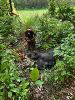 Anders Pedersen Unghund Minna fick ett eftersök på ett vildsvin . 16 timmar gammalt , en hund som misslyckades på kvällen . Spårning ca 200m och sköt grisen i sårlega .

Har du också något du vill dela så skicka gärna en bild och text till @annette.hagen ☀️