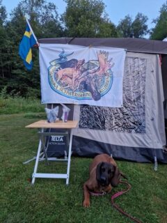 På lördag 1 augusti är det dags för den årliga 🇸🇪 Landskampen mot Norge 🇳🇴
Vi hälsar såväl svenska som norska deltagare, domare, funktionärer och supportrar välkomna till Jägartorpet!
#SvenskaSchweisshundklubben #NorskSchweisshundKlubb #Jägareförbundet
